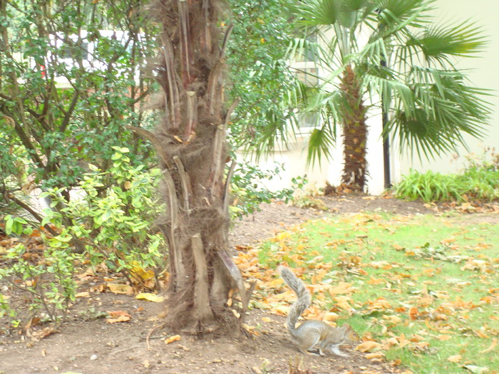 in parcul Manor,Exmouth (88)