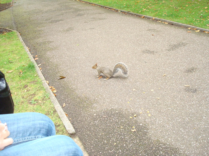 in parcul Manor,Exmouth (91)