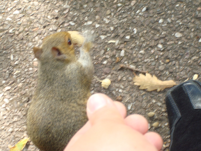 in parcul Manor,Exmouth (100)