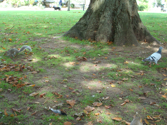 in parcul Manor,Exmouth (102)