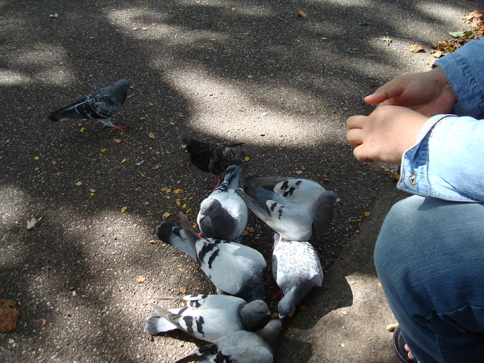 in parcul Manor,Exmouth (103) - PARCUL MANOR EXMOUTH