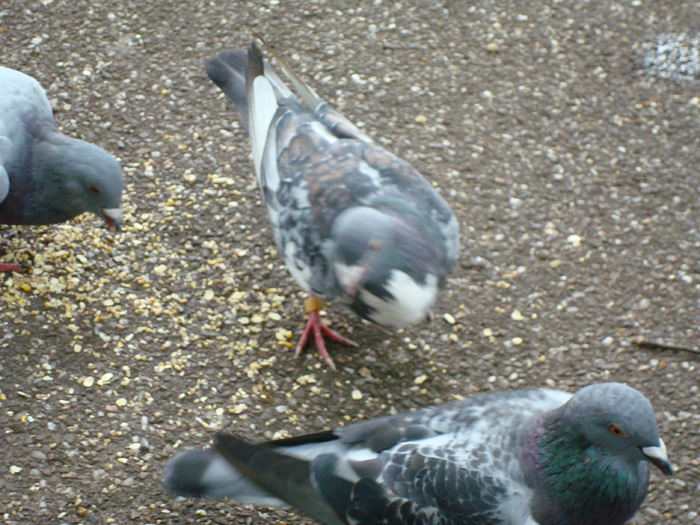 in parcul Manor,Exmouth (107) - PARCUL MANOR EXMOUTH