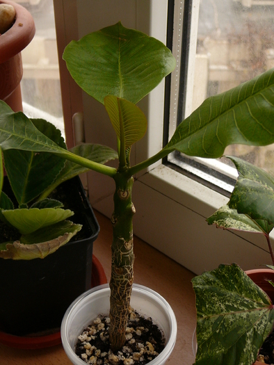 Plumeria de la Valentina