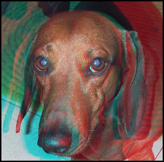red cyan dog www.ochelaristu.com - poze 3D