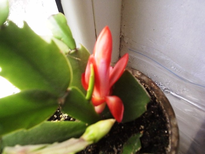 05.12.2010 - schlumbergera