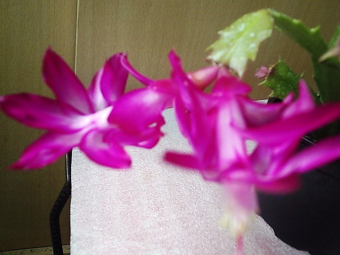 05.12.2010 - schlumbergera