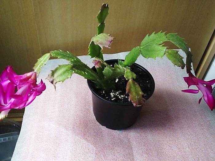 05.12.2010 - schlumbergera