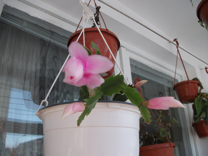 Picture 035; Schlumbergera
