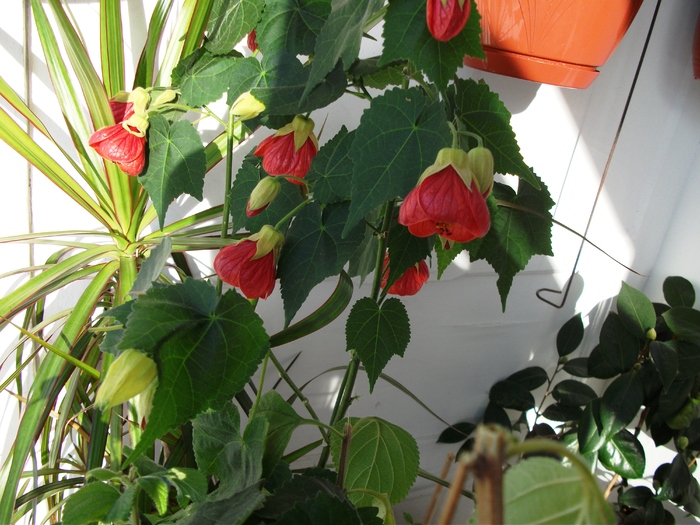 Picture 033; Abutilon
