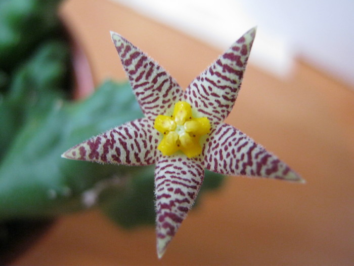 Piaranthus comptus (9) - Asclepiadaceae