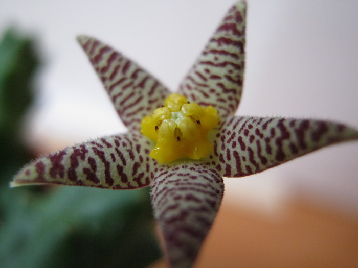 Piaranthus comptus (5) - Asclepiadaceae