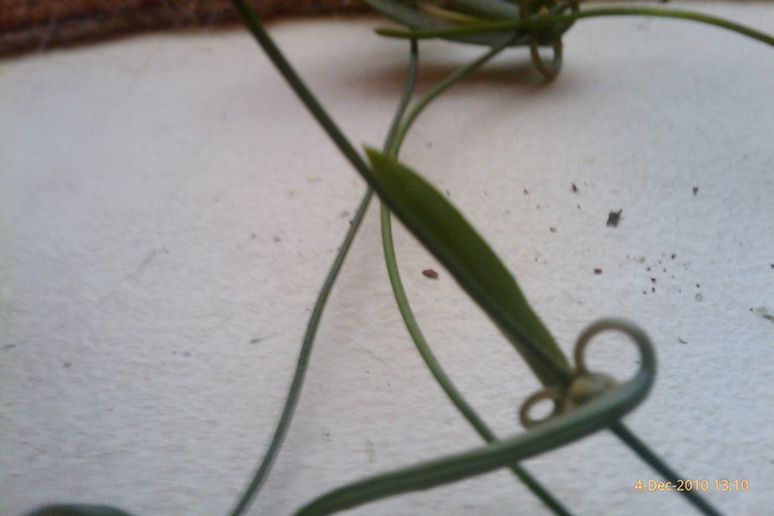 IMAG0791 - ceropegia linearis