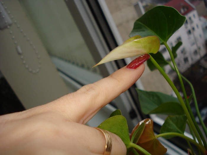 ANTHURIUM ALB