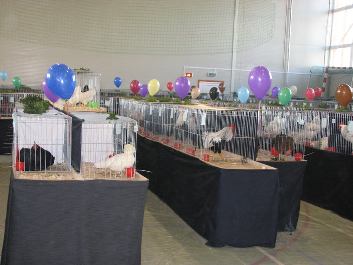 noi 2010 breaza 400 - Expozitia Nationala a II-a de pasari iepuri si exotice Breaza 26-28 noi 2010
