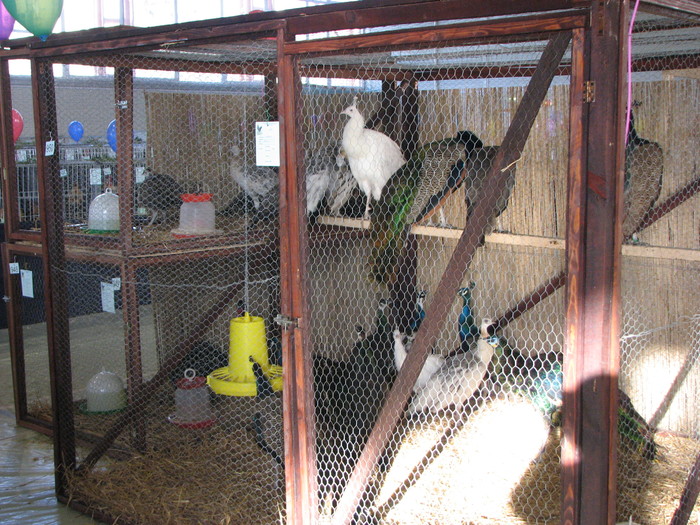 noi 2010 breaza 405 - Expozitia Nationala a II-a de pasari iepuri si exotice Breaza 26-28 noi 2010