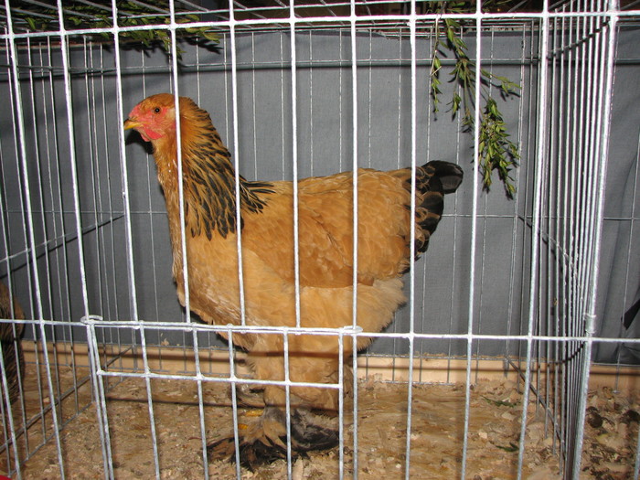 noi 2010 breaza 450