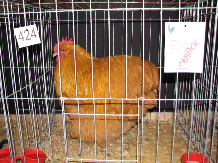 noi 2010 breaza 466