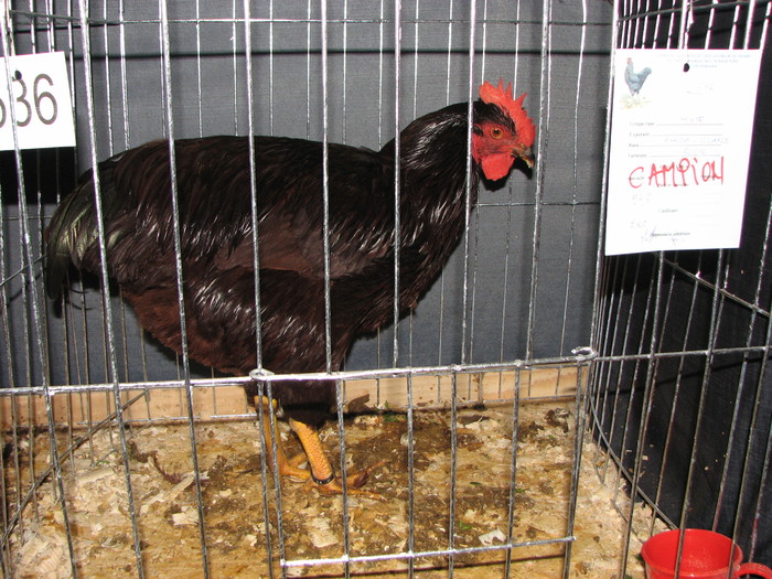 noi 2010 breaza 470