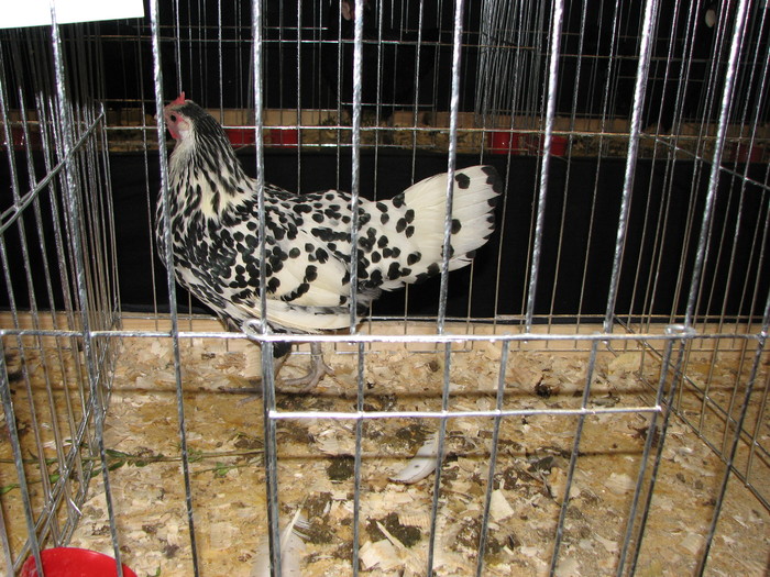 noi 2010 breaza 520