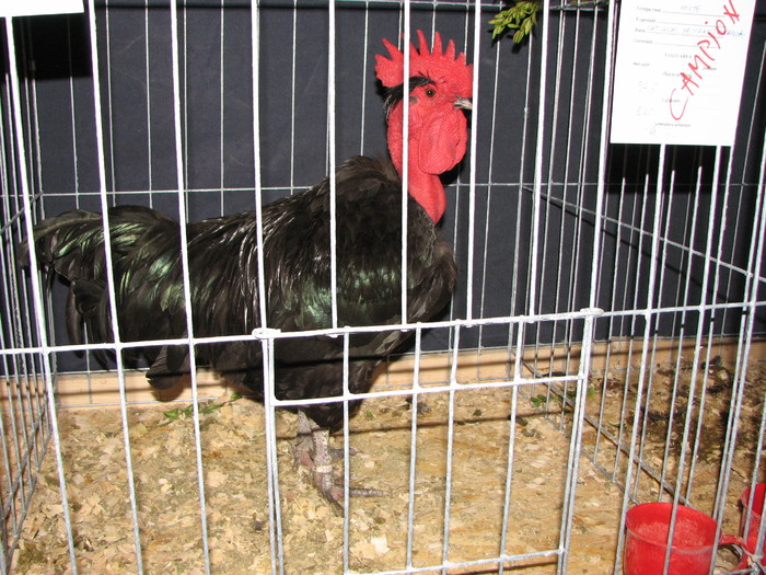 noi 2010 breaza 527