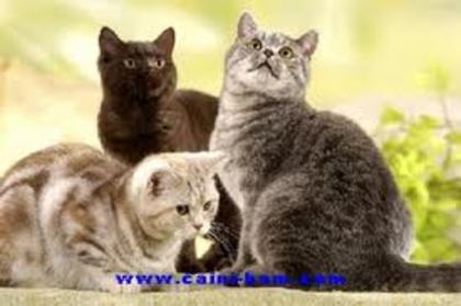 Pisicutze - 5-Poze pisici dragalase