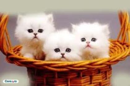 Pisicutze - 5-Poze pisici dragalase
