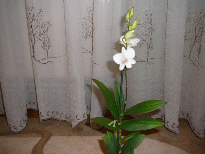 Dendrobium phalaenopsis - ORHIDEE