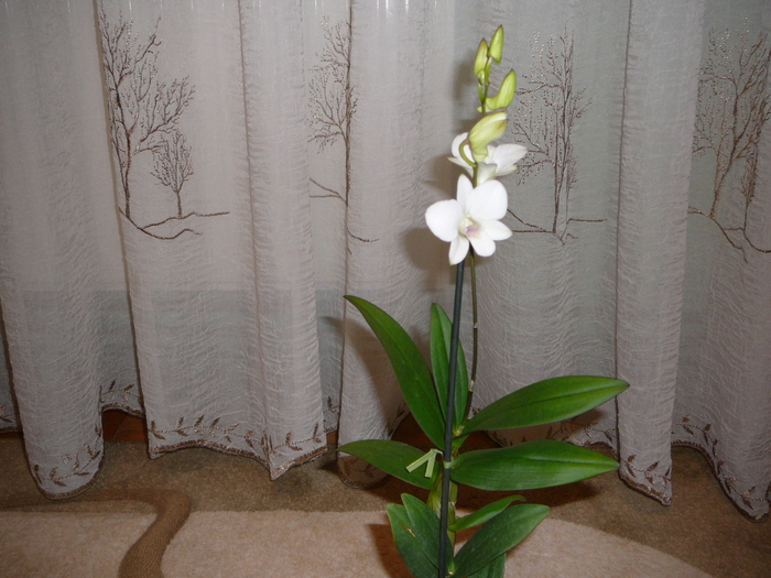 Dendrobium phalaenopsis; Dendrobium phalaenopsis
