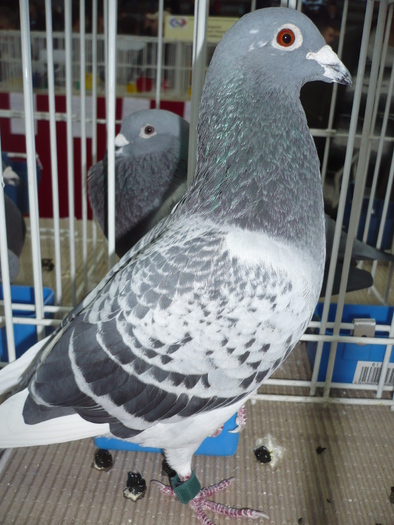 1020347-2007-M loc 4 national FOND PALMARES MATURI; 1020347-2007-M loc 4 national FOND PALMARES MATURI
