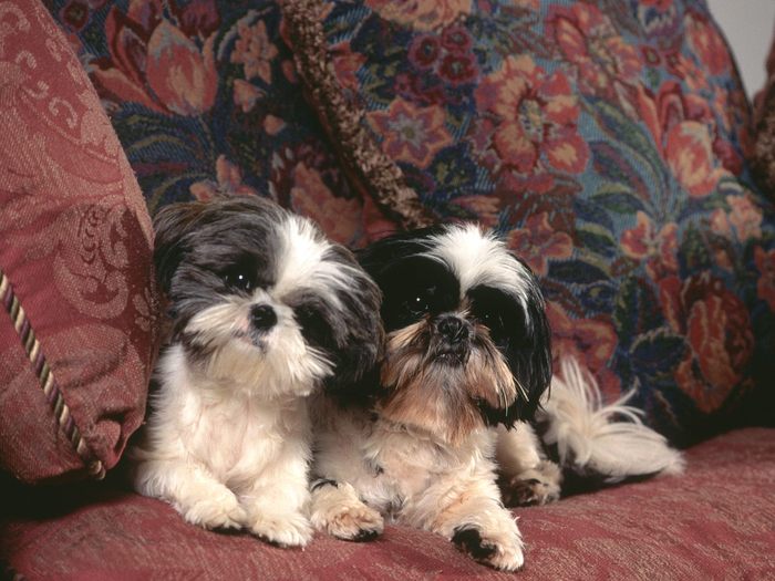 Catei Poze Caini Dogs Wallpapers Shih Tzus