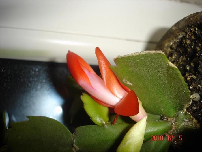 05.12.2010 - schlumbergera