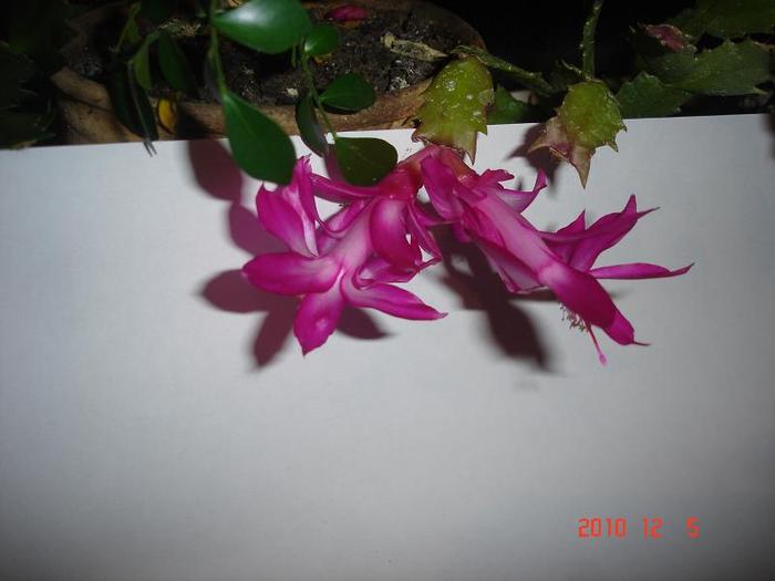 05.12.2010 - schlumbergera