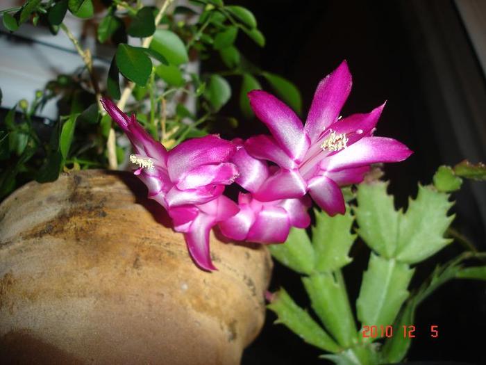 05.12.2010 - schlumbergera