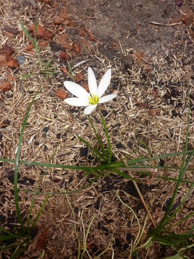 zephyranthes - rainlily; 6.12.10

