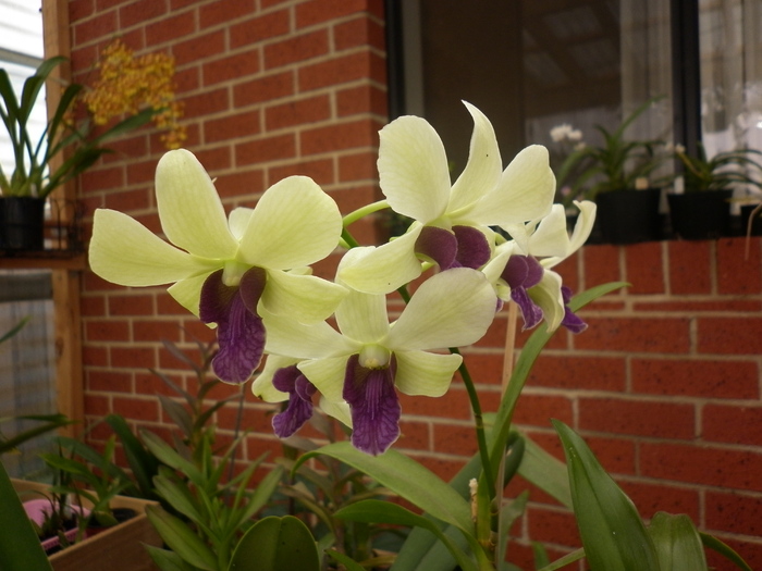 Dendrobium - Dendrobium phal