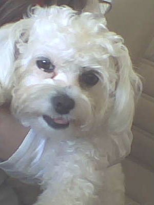 Bichon