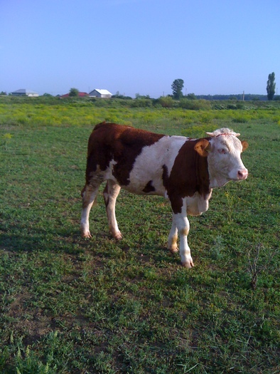 ROJICO  junca rasa BR - vacile mele