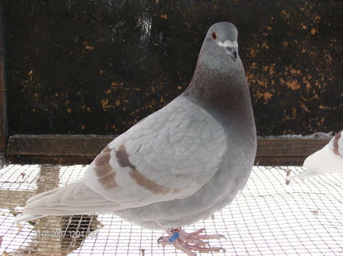 F-2010 - porumbeii voiajori