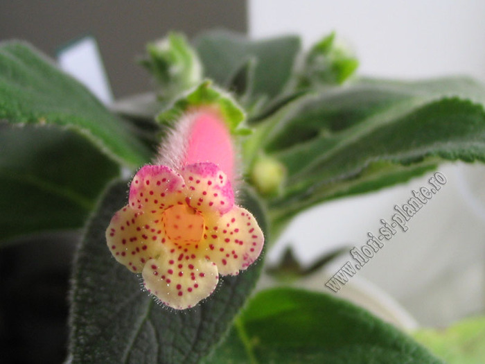 Kohleria Yf\'s Mika 2