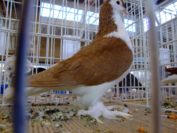 lahore - Expo oradea 3-5 12 2010 -alte rase de porumbei - campioni