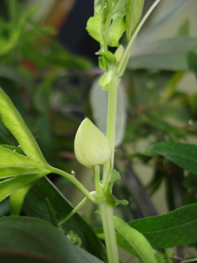 BOBOCI DE PASSIFLORA