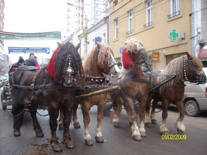 COZWHSZMBJTNCPEVXNV - a - Poze Bucovina cai