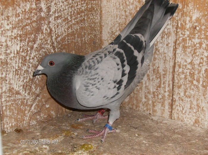 Mascul 2010 - porumbeii voiajori