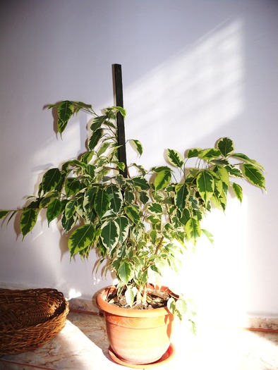 Ficus Benjamina - flori de casa