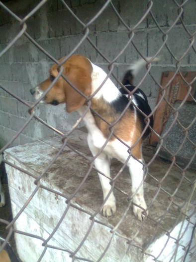 folder gol 036; Bamby -fetitza ( 6 luni)
