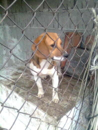 folder gol 038; Bamby
