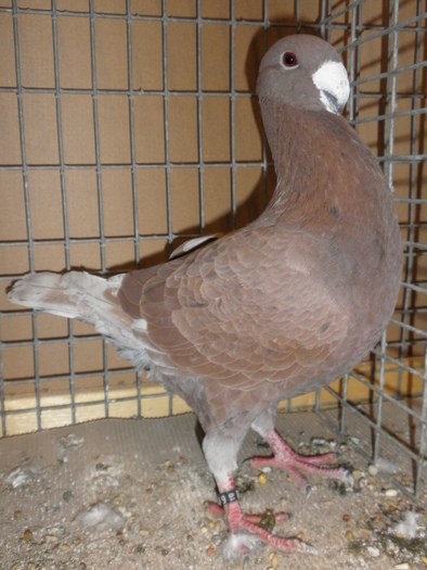 P1010119 - 4 Expo erfurt 2010