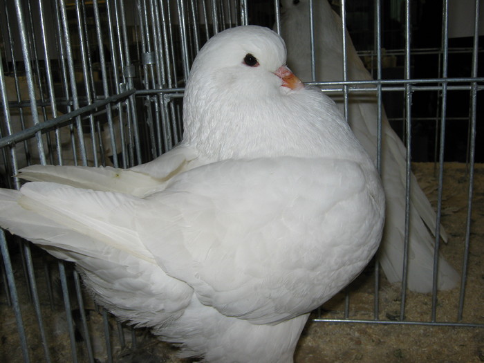 IMG_0244 - Galati nov 2010