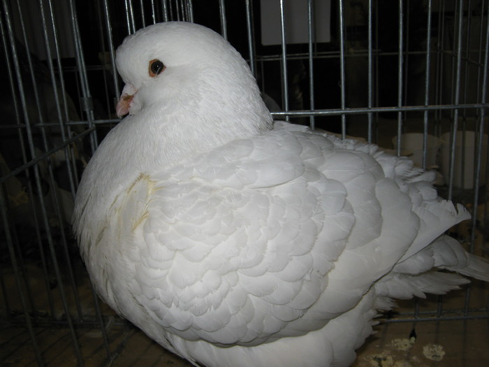 IMG_0245 - Galati nov 2010