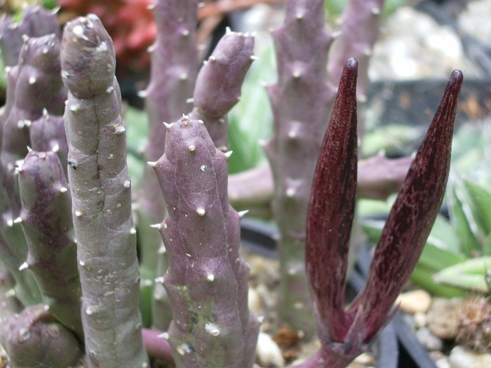 Stapelia variegata - FRUCTE ASCLEPIADACEAE